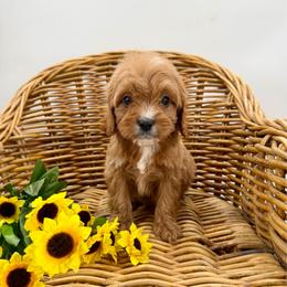 Sirius - Red male Cavapoo puppy in Beresford, South Dakota from DAKOTA DOOD RANCH