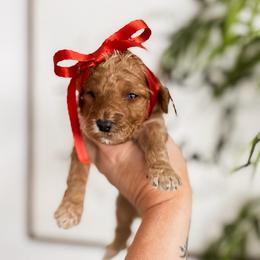 Autumn - Red  female Goldendoodle puppy in Hopkins County, Texas from Boutique Doodles