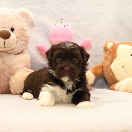 AKC Female 6 - Chocolate female Havanese puppy in South Carolina from Premier Havanese Dogs