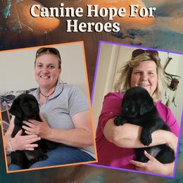 Labrador Retriever Puppies from Westlane Dogs