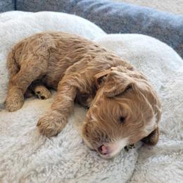 Brownie (Brown Collar) - Apricot male Goldendoodle puppy in Lincoln, California from Lincoln Goldendoodles