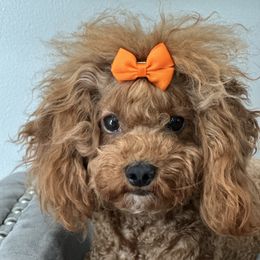 Summer - Poodle