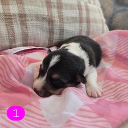 1 - Black and tan female Pembroke Welsh Corgi puppy in Necedah, Wisconsin from The 6Ks Paws and Hobbies