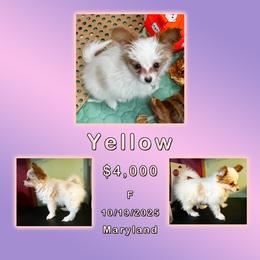 Yellow - LaLa - White and red female Papillon puppy in Oakland, Maryland from Holly Huxford