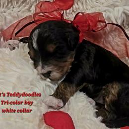 Boy 1 - Tri-color male Bernedoodle puppy in Schertz, Texas from Kat's Teddydoodles