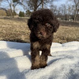 Pearl - Phantom Poodle puppy in Allentown, Pennsylvania from Poodles Are Mixy