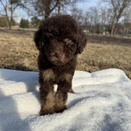 Pearl - Phantom Poodle puppy in Allentown, Pennsylvania from Poodles Are Mixy