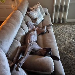 Dachshund and Great Dane All Grown Up from KIAYA BUTLER