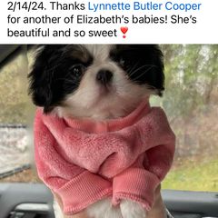 Japanese Chin Puppies from Cherishing Chins