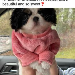 Japanese Chin Puppies from Cherishing Chins