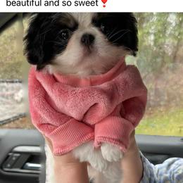 Japanese Chin Puppies from Cherishing Chins
