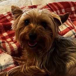 Sue Sue - Yorkshire Terrier