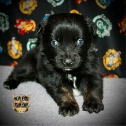 Outlaw - Black tri male Miniature Australian Shepherd puppy in El Dorado Springs, Missouri from HP Aussie Kennels