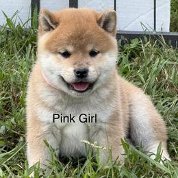 Girl 1 - Red female Shiba Inu puppy in Tuscaloosa, Alabama from Rita and Daniel Montgomery - Cedarwood Siberians and Shibas