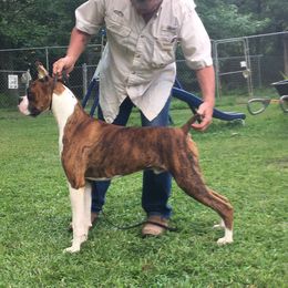 Lightening - Boxer