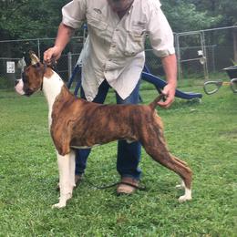 Lightening - Boxer