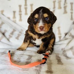 Orange collar male - Red tri-color male Aussiedoodle puppy in Valdosta, Georgia from Fifth Day Farm