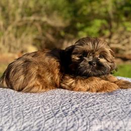 Mason - Brindle male Shih Tzu puppy in Wakefield, Rhode Island from Shih Tzu Companions in Rhode Island