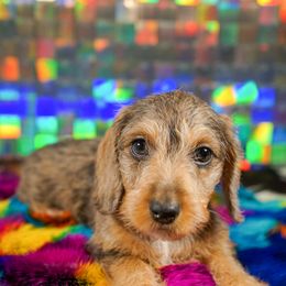 American Corgi, Dachshund, and Pembroke Welsh Corgi Puppies from Shining A Lowriders & Co.