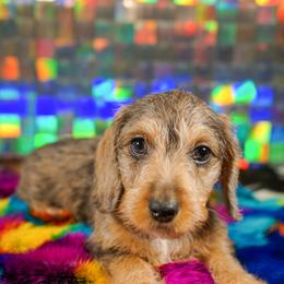 American Corgi, Dachshund, and Pembroke Welsh Corgi Puppies from Shining A Lowriders & Co.