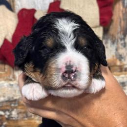 Reuben - Tri-color male Bernedoodle puppy in Rose Hill, North Carolina from Red Door Canines