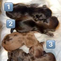 Puppy 1 - Black and tan male Dachshund puppy in Grant, Oklahoma from Weenie World