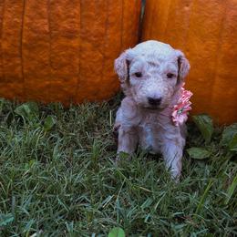 Pink - Cream female Goldendoodle puppy in Trinity, North Carolina from Gallimore Doodles