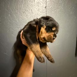 Boy 4 - Black and mahogany male Rottweiler puppy in Bartonsville, Pennsylvania from Karol's Rottweilers