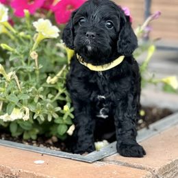Cavapoo Puppies from Cavapoo Cuddles