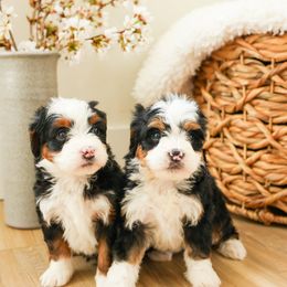 Aussiedoodle and Bernedoodle Puppies from Spring Mountain Doodles