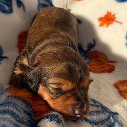 Gordy - Chocolate male Dachshund puppy in Humphreys, Missouri from Foster’s Dachshunds