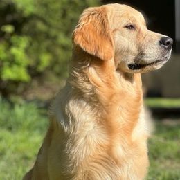 Gaia - Golden Retriever