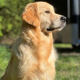 Gaia - Golden Retriever