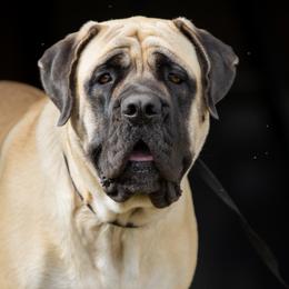 Gabby - Mastiff