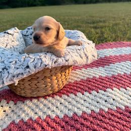 Rhett - Cream male Dachshund puppy in New Albany, Mississippi from Double A. Doxies