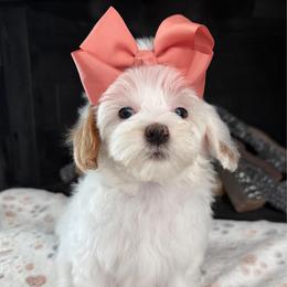 D-Peach Girl - Parti female Goldendoodle puppy in Lewisville, Texas from Texas Goldendoodle Lovers