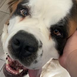 Winter - Saint Bernard