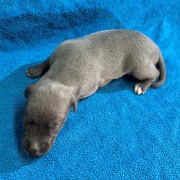 Trek - Blue male Whippet puppy in Gentry, Arkansas from Mardel Robeson of Mulberry Hollow Whippets