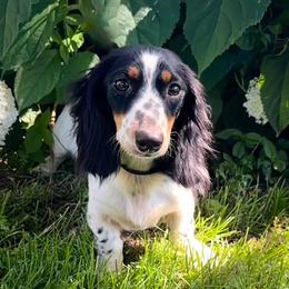 Onyx - Dachshund