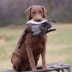 Bella - Chesapeake Bay Retriever