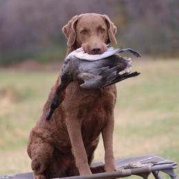Bella - Chesapeake Bay Retriever