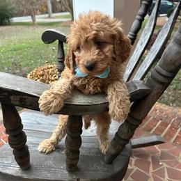 Giovanni - Apricot male Goldendoodle puppy in Mint Hill, North Carolina from DoodleForever