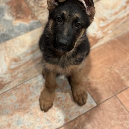 German Shepherd Puppies from Haus of Beautiful Chaos German Shepherds