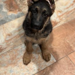 German Shepherd Puppies from Haus of Beautiful Chaos German Shepherds
