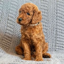 White Girl - Goldendoodle puppy from Botcherby Doodles