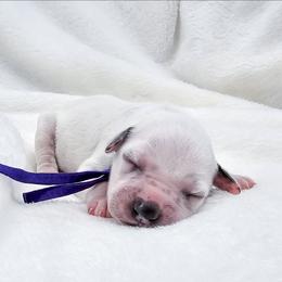 Easy Bake Oven - White and black female Dalmatian puppy in Gray, Georgia from Fuller Spots