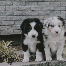 Australian Shepherd Puppies from Danker Farms