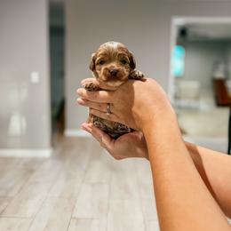 Tilly - Golden female Cockapoo puppy in Altamonte Springs, Florida from The Perks of Pups