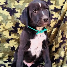 Green Dalmador Male - White and black male Dalmatian puppy in Westhoff, Texas from Smart Dalmatians