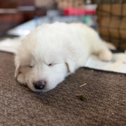 Boy 2 - male Maremma Sheepdog puppy in Cochecton, New York from Wildsong Farm
